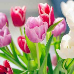 Vibrrant, colorful tulips