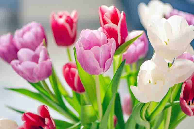 Vibrrant, colorful tulips