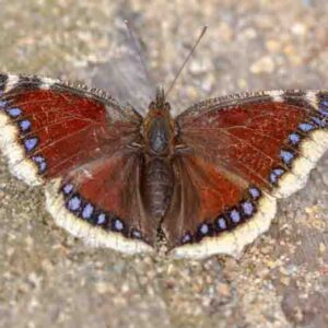Mourning Cloak butterfly, Nymphalis antiopa