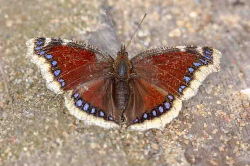 Mourning Cloak butterfly, Nymphalis antiopa