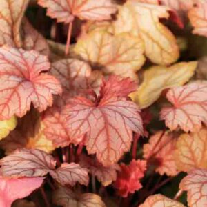 Beautiful heuchera sanguinea in sunny spring garden