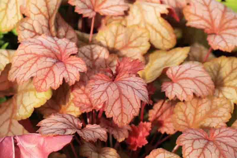 Beautiful heuchera sanguinea in sunny spring garden