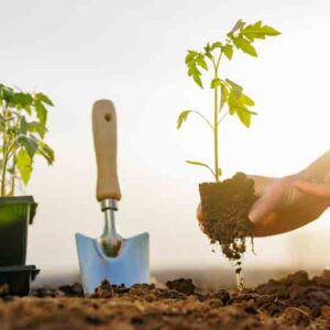 Farmer planting young tomato seedling into soil at sunrise, concept of organic gardening and food production.