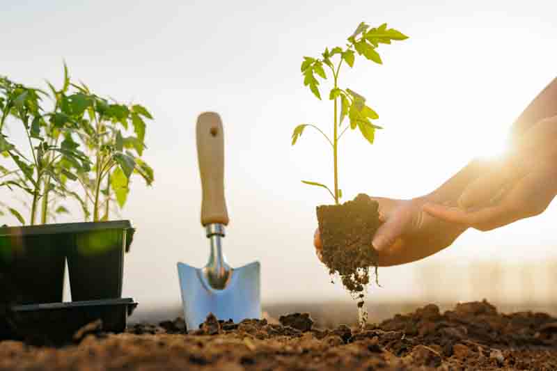 Farmer planting young tomato seedling into soil at sunrise, concept of organic gardening and food production.