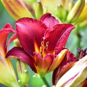 Vibrant red daylilies
