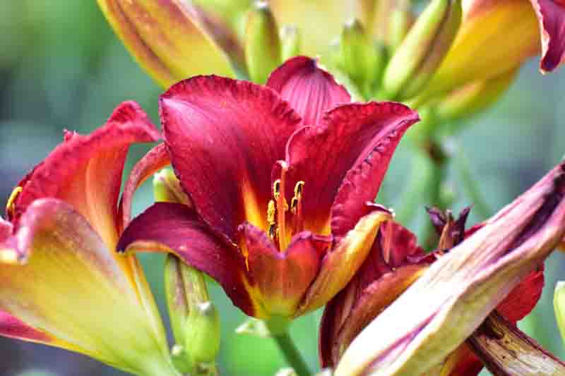 Vibrant red daylilies