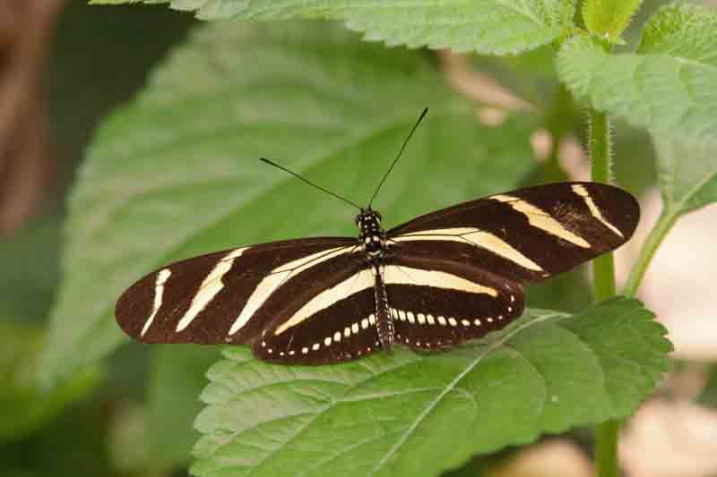 Zebra Longwing Butterfly, Heliconius charithonia