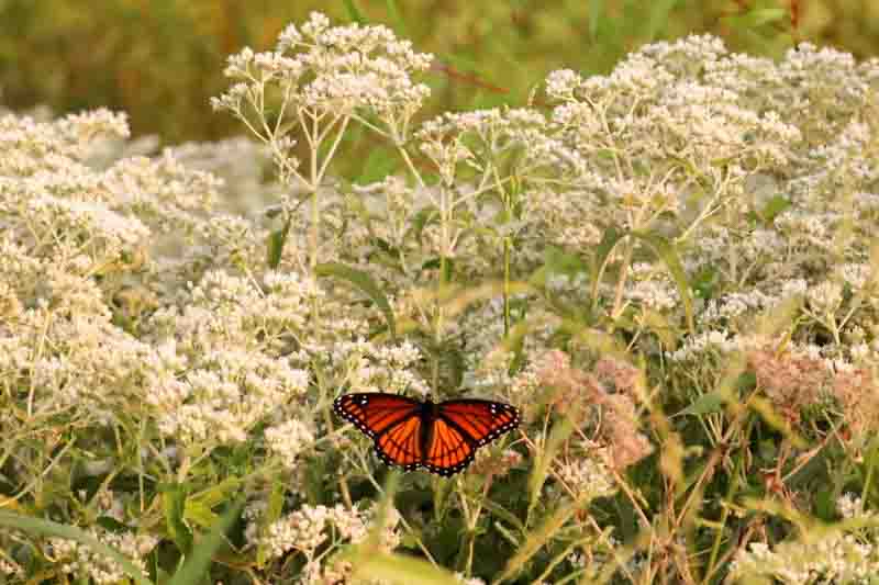 Viceroy butterfly, Limenitis archippus