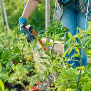 Woman watering tomato plants on raised garden bed with hose
