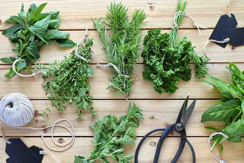 Bundles of fresh herbs from the garden - rosemary; thyme; oregano; mint; parsley; basil