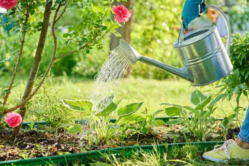 Woman planting hosta bush plant on flower bed, using shovel tools, spring gardening.