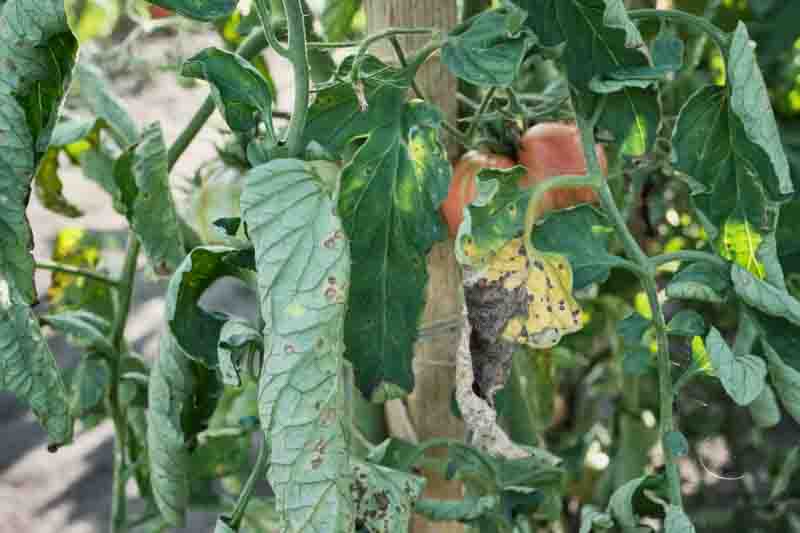 Tomato plant with leaf disease and ripening fruits in garden