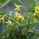 Tomatoes bloom in the farm field in summer