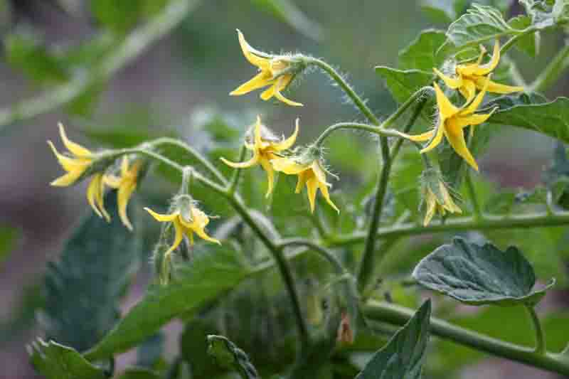 Tomatoes bloom in the farm field in summer