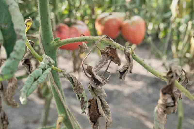 Tomato with curled brown leaves affected by late blight