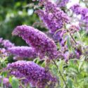 Butterfly bush, buddleja davidii, is blooming in the garden