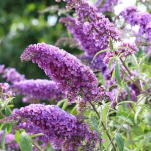 Butterfly bush, buddleja davidii, is blooming in the garden