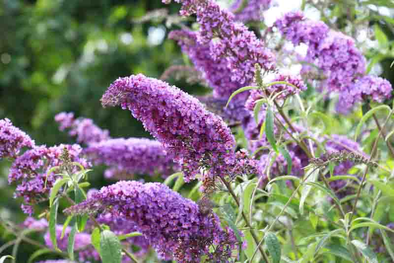 Butterfly bush, buddleja davidii, is blooming in the garden
