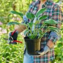 How to grow hostas in pots or containers