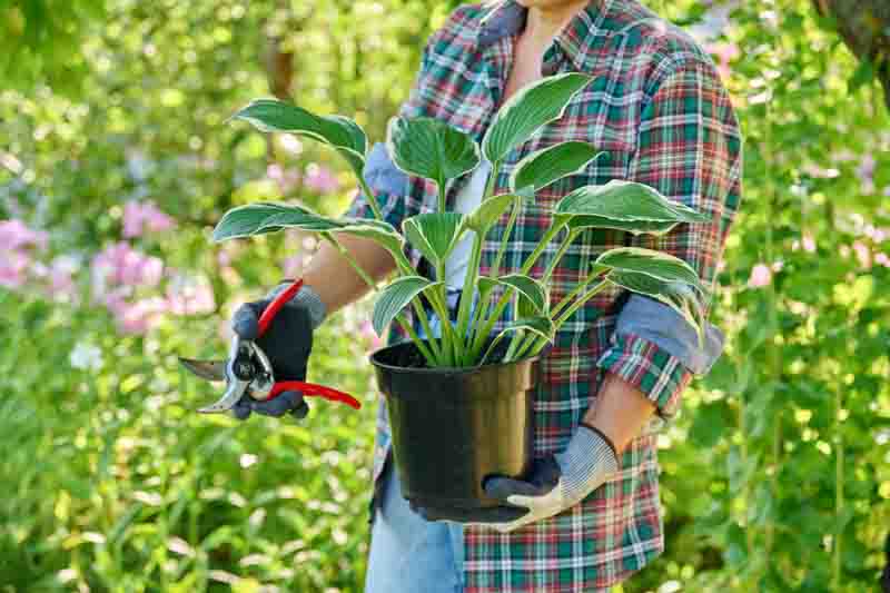 How to grow hostas in pots or containers