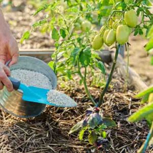Close up of granulated fertilizers in hands, fertilizing tomato plants