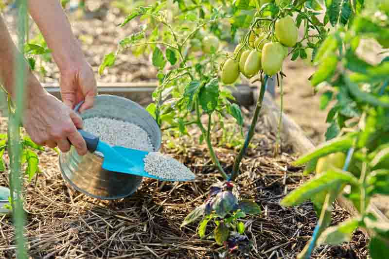 Close up of granulated fertilizers in hands, fertilizing tomato plants