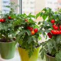 Cherry tomato plants flourish in vibrant pots on a sunlit windowsill. Red and ripening tomatoes create a lively display of home gardening in an urban setting.