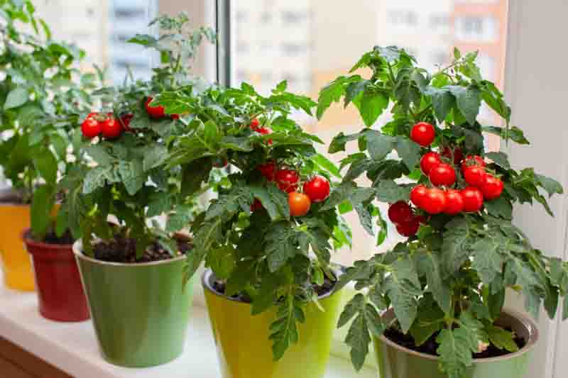 Cherry tomato plants flourish in vibrant pots on a sunlit windowsill. Red and ripening tomatoes create a lively display of home gardening in an urban setting.