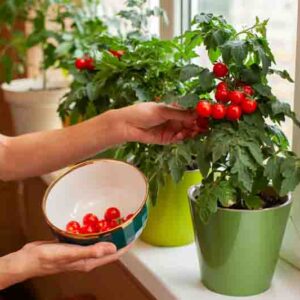 A person carefully picks ripe cherry tomatoes from green potted plants on a windowsill, enjoying a sunny afternoon at home. The bowl is ready to collect the fresh harvest.