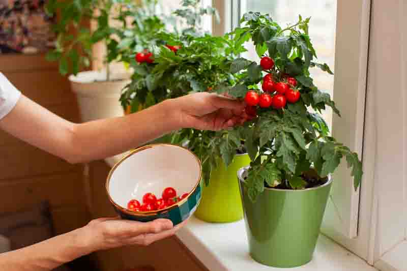 A person carefully picks ripe cherry tomatoes from green potted plants on a windowsill, enjoying a sunny afternoon at home. The bowl is ready to collect the fresh harvest.