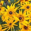 Bright Rudbeckia hirta flowers in summer bloom