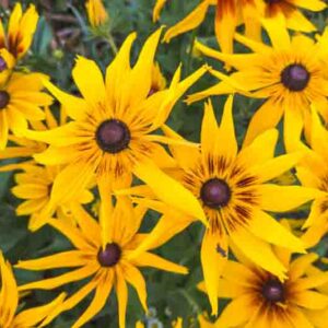 Bright Rudbeckia hirta flowers in summer bloom