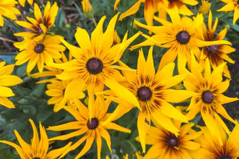 Bright Rudbeckia hirta flowers in summer bloom
