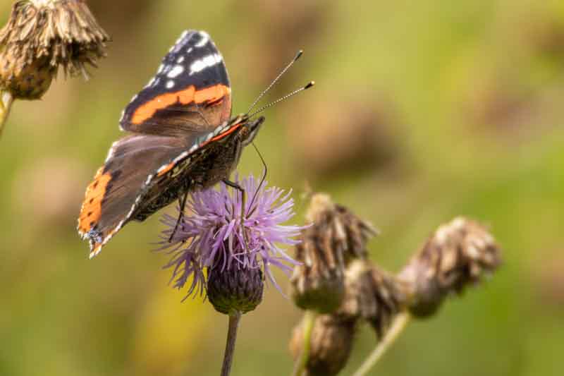 a red admiral butterfly (vanessa atalanta) basking in the autumn sunshine.