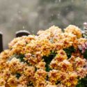 How to Overwinter Mums and Keep Them Alive