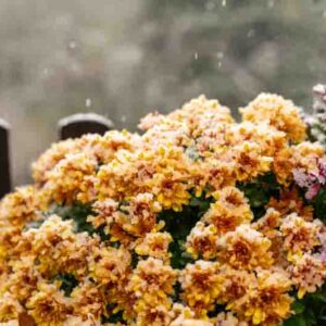 How to Overwinter Mums and Keep Them Alive