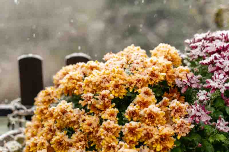 How to Overwinter Mums and Keep Them Alive