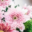 Close up of pink chrysanthemum flowers with green buds, fresh floral background in soft natural light.