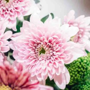 Close up of pink chrysanthemum flowers with green buds, fresh floral background in soft natural light.