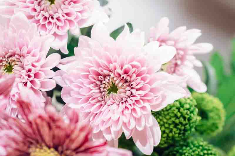 Close up of pink chrysanthemum flowers with green buds, fresh floral background in soft natural light.