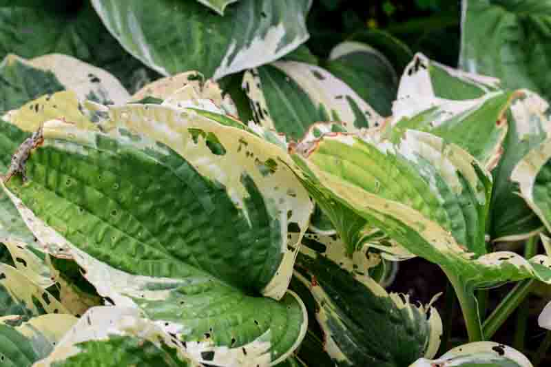 Close-up of hosta leaves with visible holes and damage caused by garden pests.