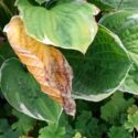 Closeup of single wilted and damaged yellow hosta leaf surrounded by healthy green foliage. Symbol of imperfection, decay, plant stress, and contrast in nature.