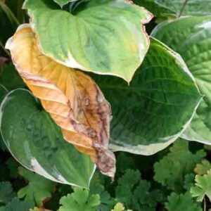 Closeup of single wilted and damaged yellow hosta leaf surrounded by healthy green foliage. Symbol of imperfection, decay, plant stress, and contrast in nature.