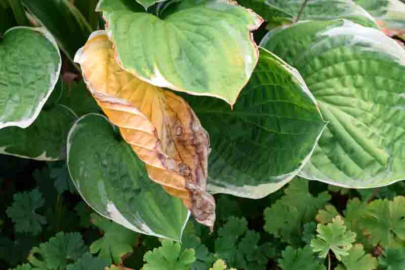 Closeup of single wilted and damaged yellow hosta leaf surrounded by healthy green foliage. Symbol of imperfection, decay, plant stress, and contrast in nature.