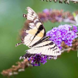 A closeup shot of a butterfly on a bloom Buddleia plant against blur background