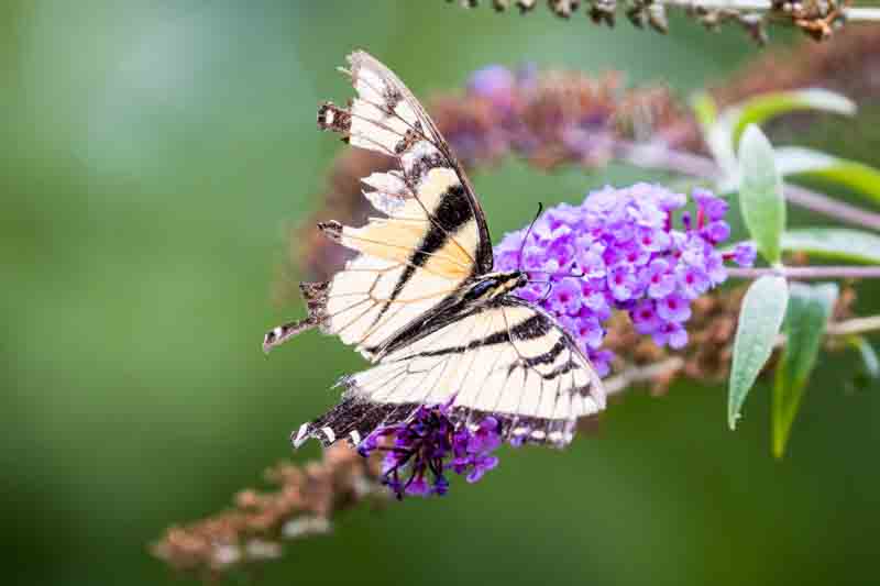 A closeup shot of a butterfly on a bloom Buddleia plant against blur background