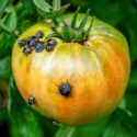 Invasive green rice bug on a tomato