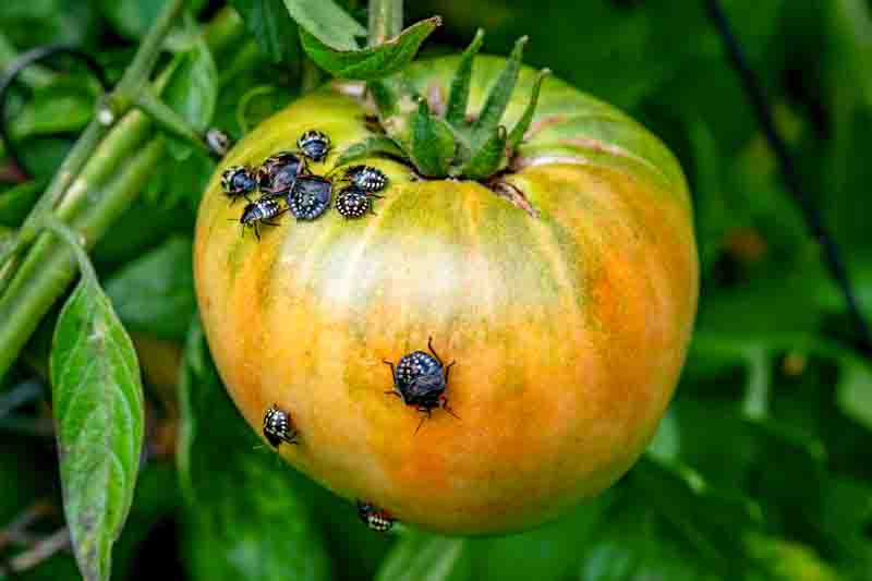Invasive green rice bug on a tomato