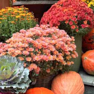 Autumn chrysanthemums, pumpkins, and cabbage decorate the yard.