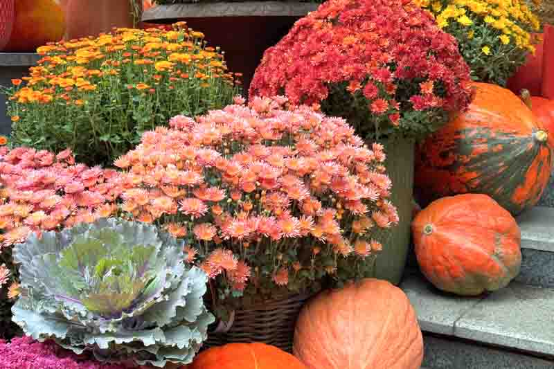 Autumn chrysanthemums, pumpkins, and cabbage decorate the yard.